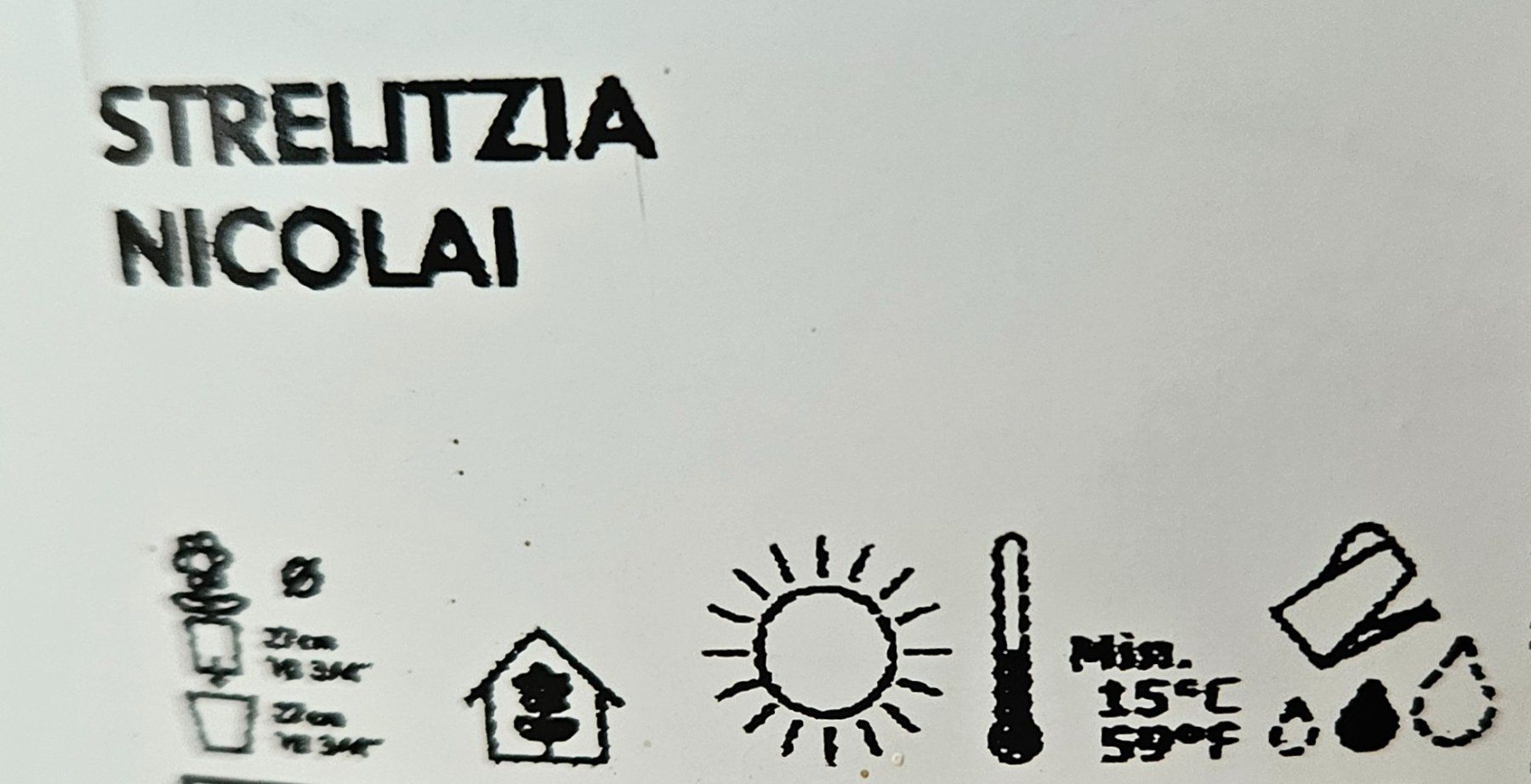 Piante & sementi: Strelitzia Nicolai – Usato da Zürich venduto da carmine04 3