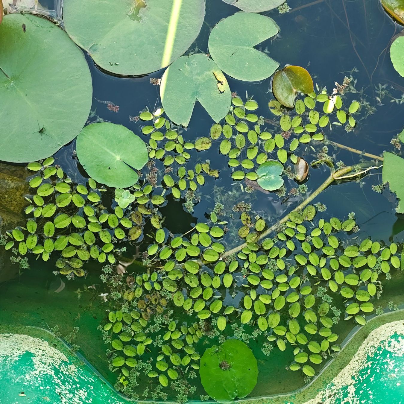 Plantes & graines: Schwimmfarn – Neuf (Voir description) à Bösingen par JaneZXR 3