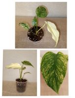 Monstera Deliciosa Mint