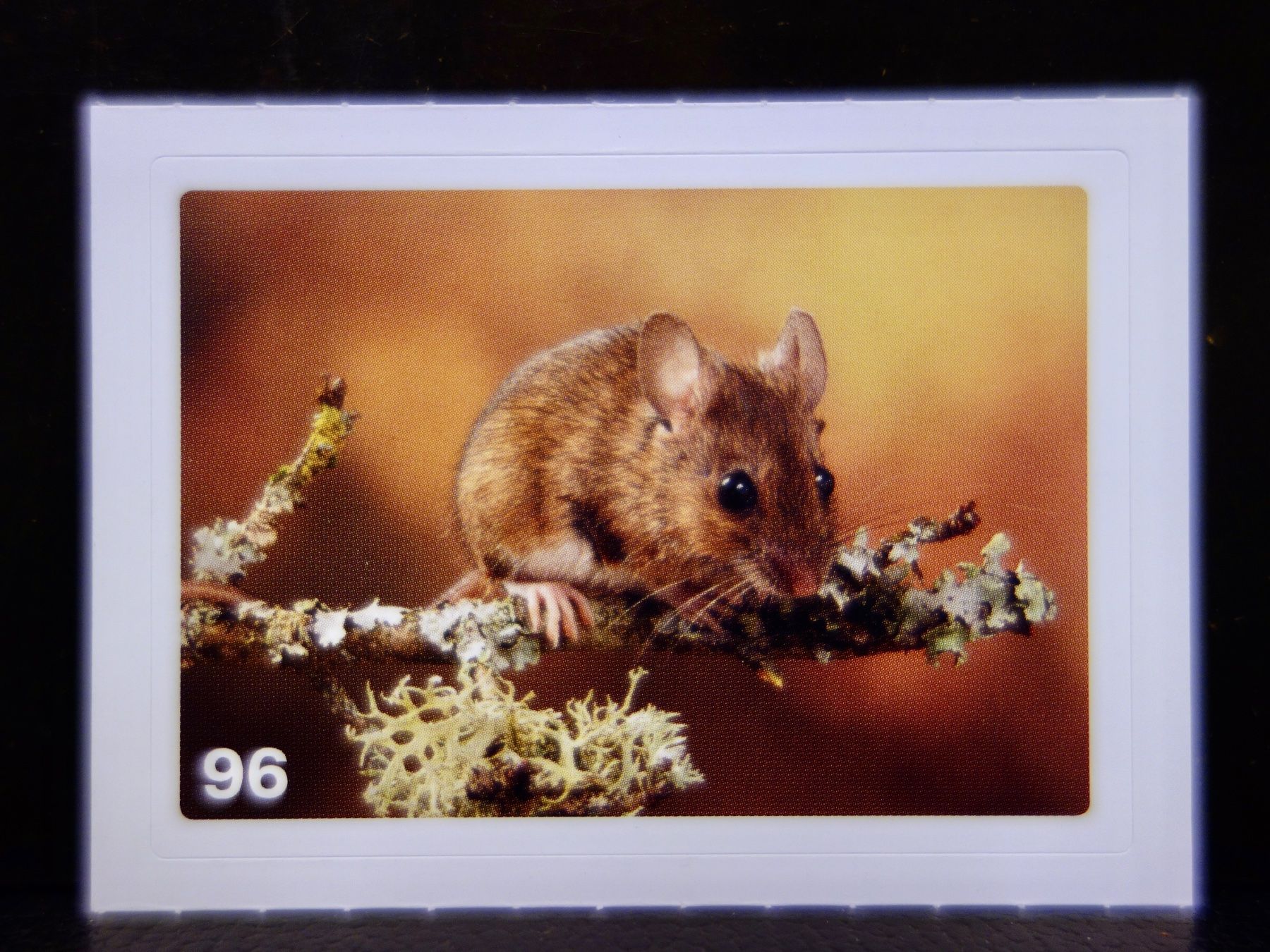 Migros Sammelbilder & Trading cards: MIGROS MANIA Nature Detectives Nr. 96 – Neu und originalverpackt aus Kerzers von djstarsky73