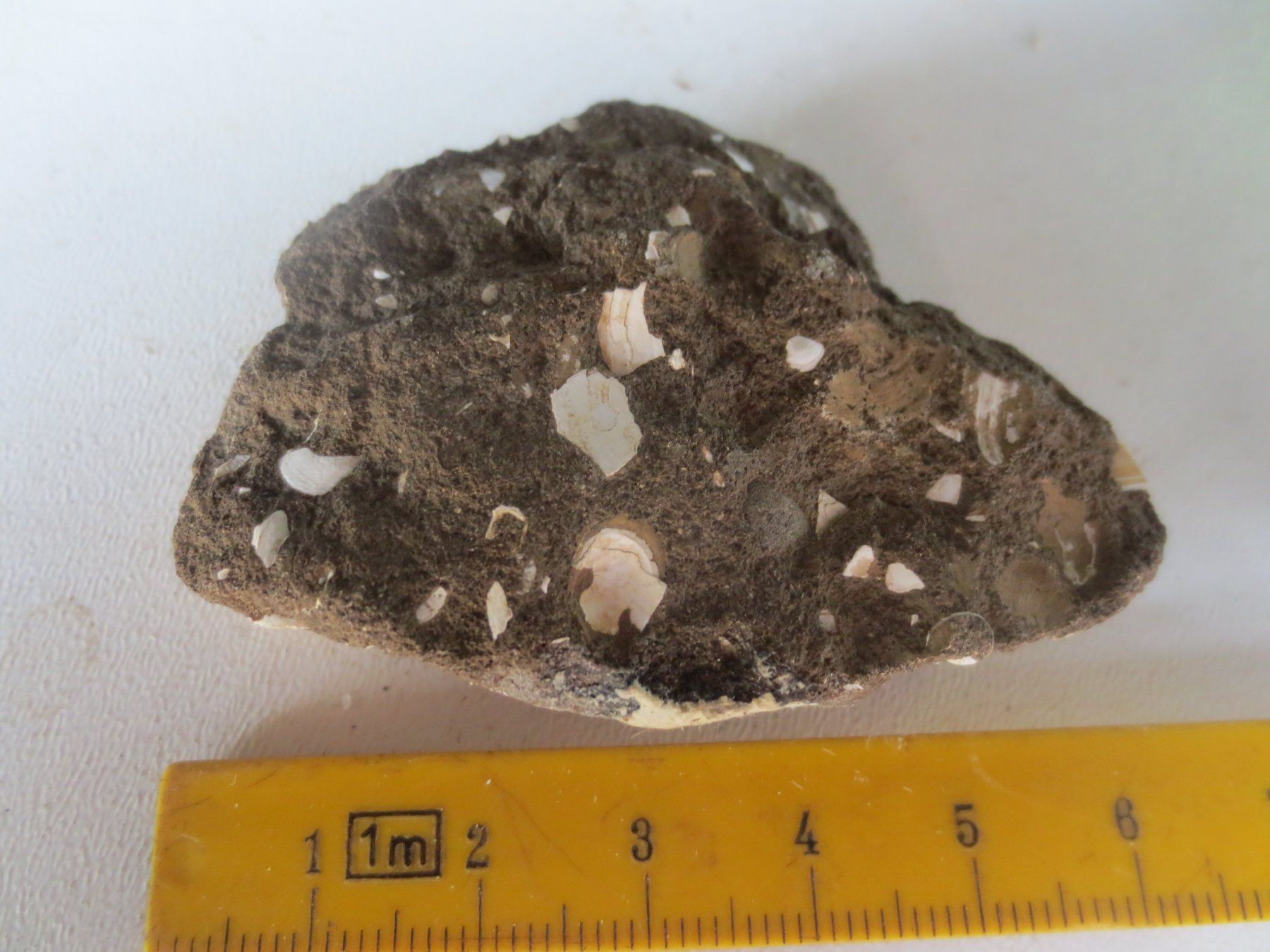 Fossilien: Fossil – Gebraucht aus Weier im Emmental von waefler03 2