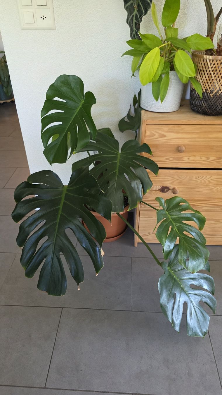 Piante & sementi: Monstera Deliciosa  – Usato da Pieterlen venduto da Miss.p
