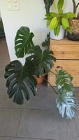 Monstera Deliciosa 