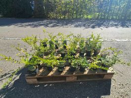 Lonicera pileata – Ganze Palette zum Toppreis!