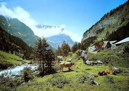 ENGELBERG Nidersurenen - Restaurant Alpenrösli - Kühe