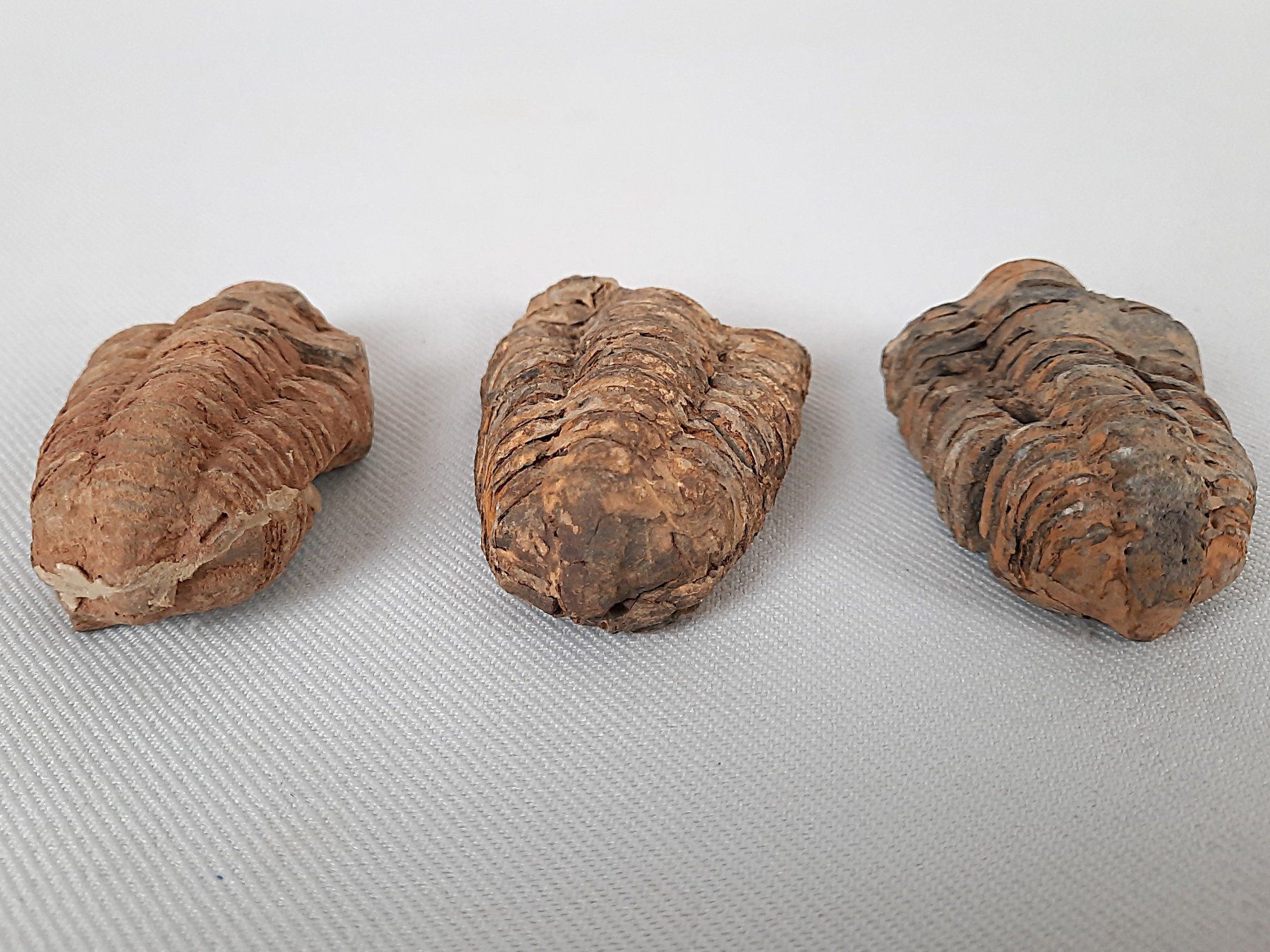 Fossili: 3 Fossile Trilobiten – Usato da Beinwil am See venduto da Restwert_Beinwil