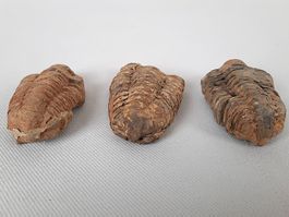 3 Fossile Trilobiten