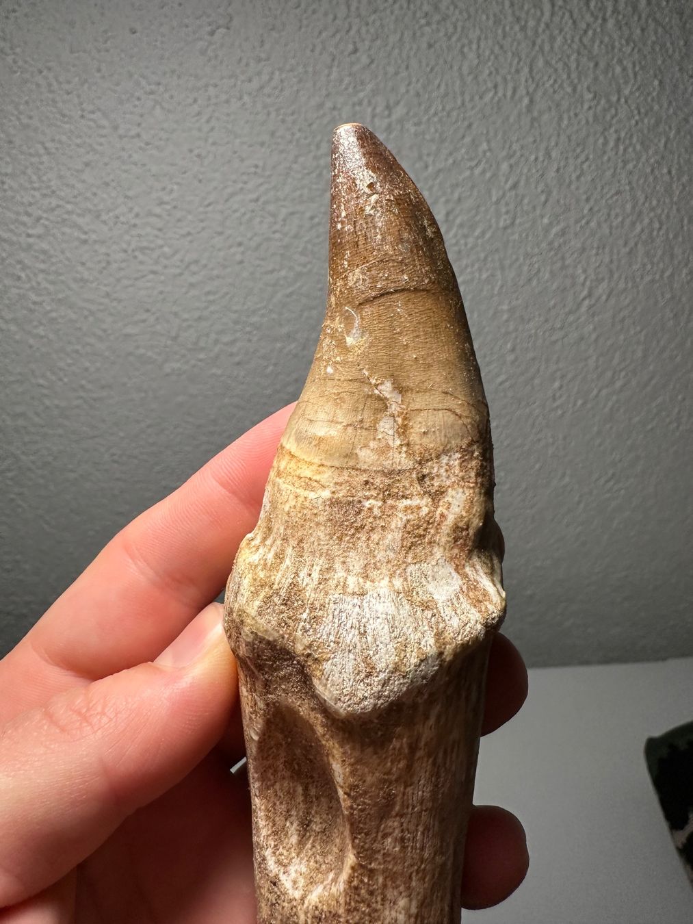 Fossili: Grosser Mosasaurus Zahn inkl. Wurzel – Usato da Lutzenberg venduto da CS65 6