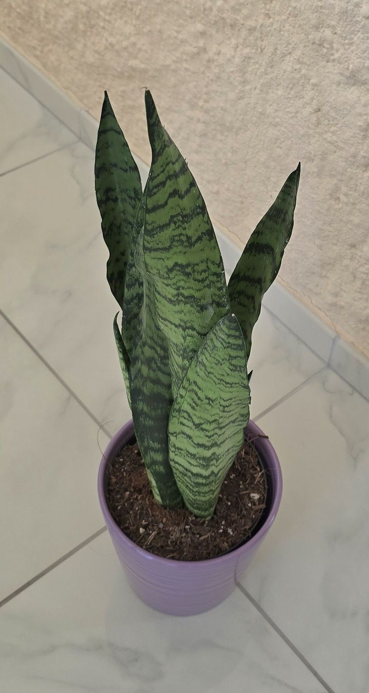 Piante & sementi: Bogenhanf, Sansevieria mit Topf – Nuovo (secondo la descrizione) da Aarburg venduto da Glitzerschein 1