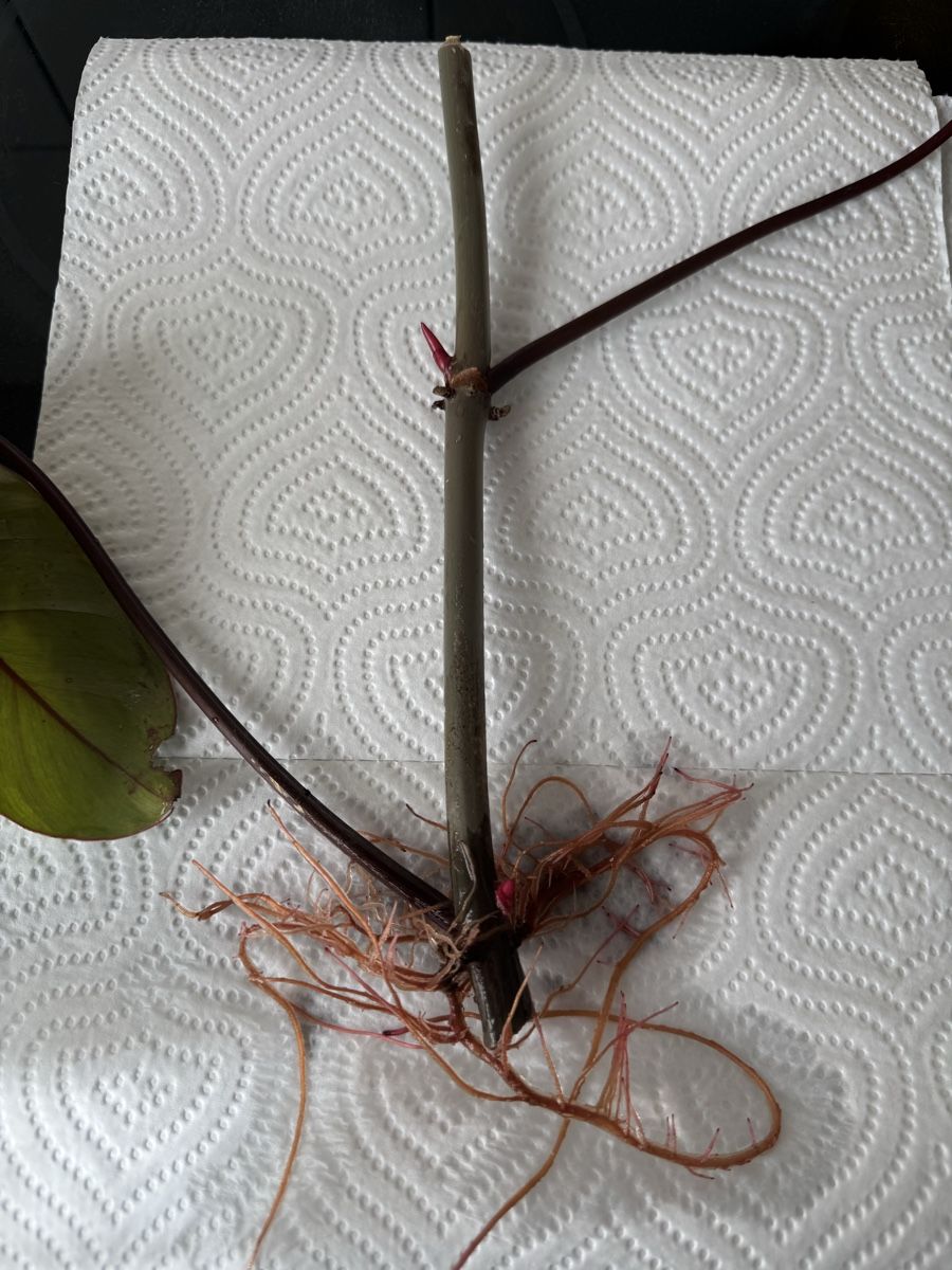 Piante & sementi: Philodendron “Painted Lady” – Nuovo (secondo la descrizione) da Rivera venduto da ale_28z9