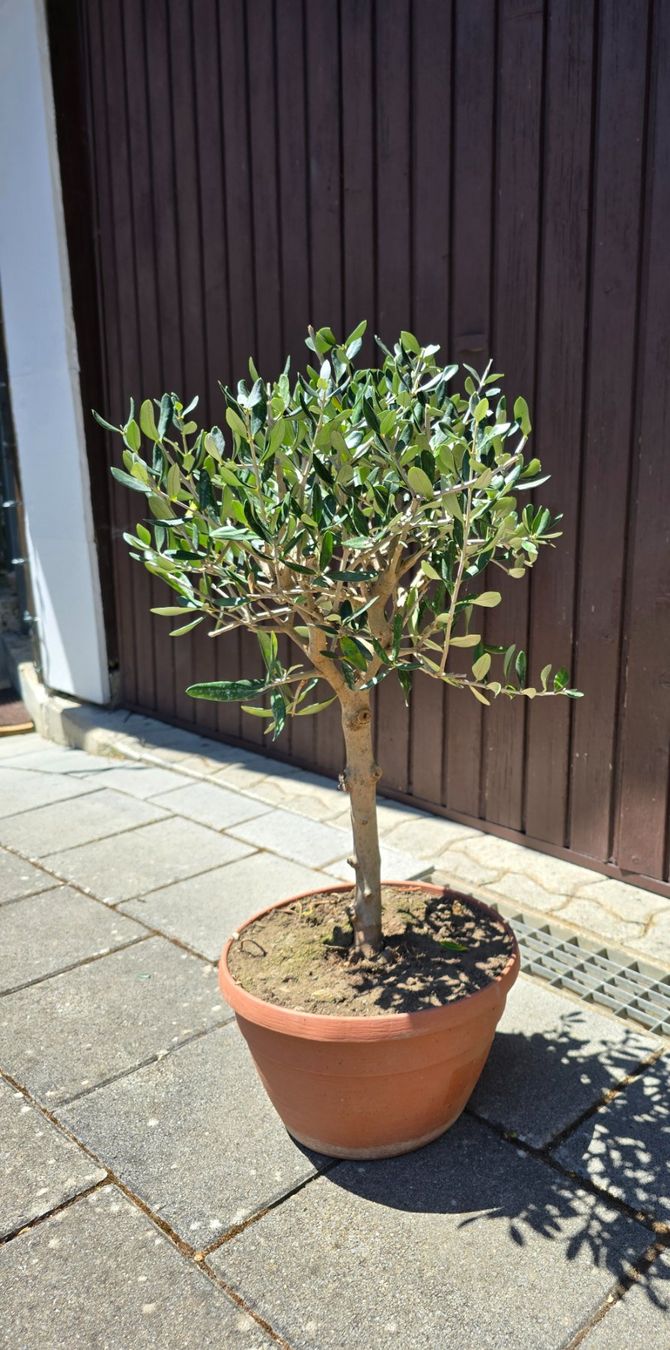 Plantes & graines: Schöner kleiner robuster Olivenbaum – D'occasion à Aarburg par popkorn65 3