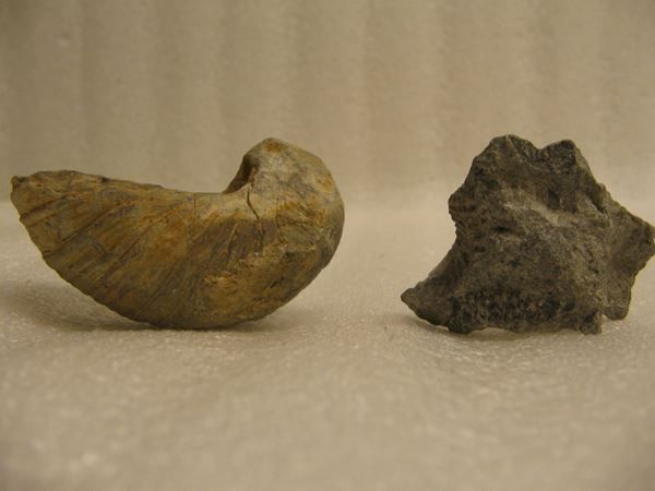 Fossili: 2x Marine fossil shells - Pycnodonte vesicularis – Usato da Pambio Noranco venduto da Pol69 2