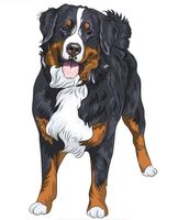 Auto Aufkleber 306 – Berner Sennenhund - 11 x 20 cm