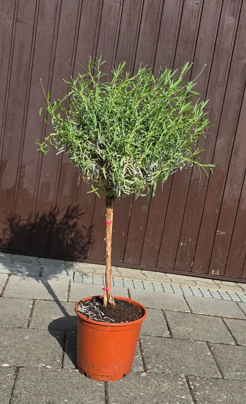 Pflanzen & Samen: Lavendel Stämmchen – Gebraucht aus Aarburg von popkorn65 1
