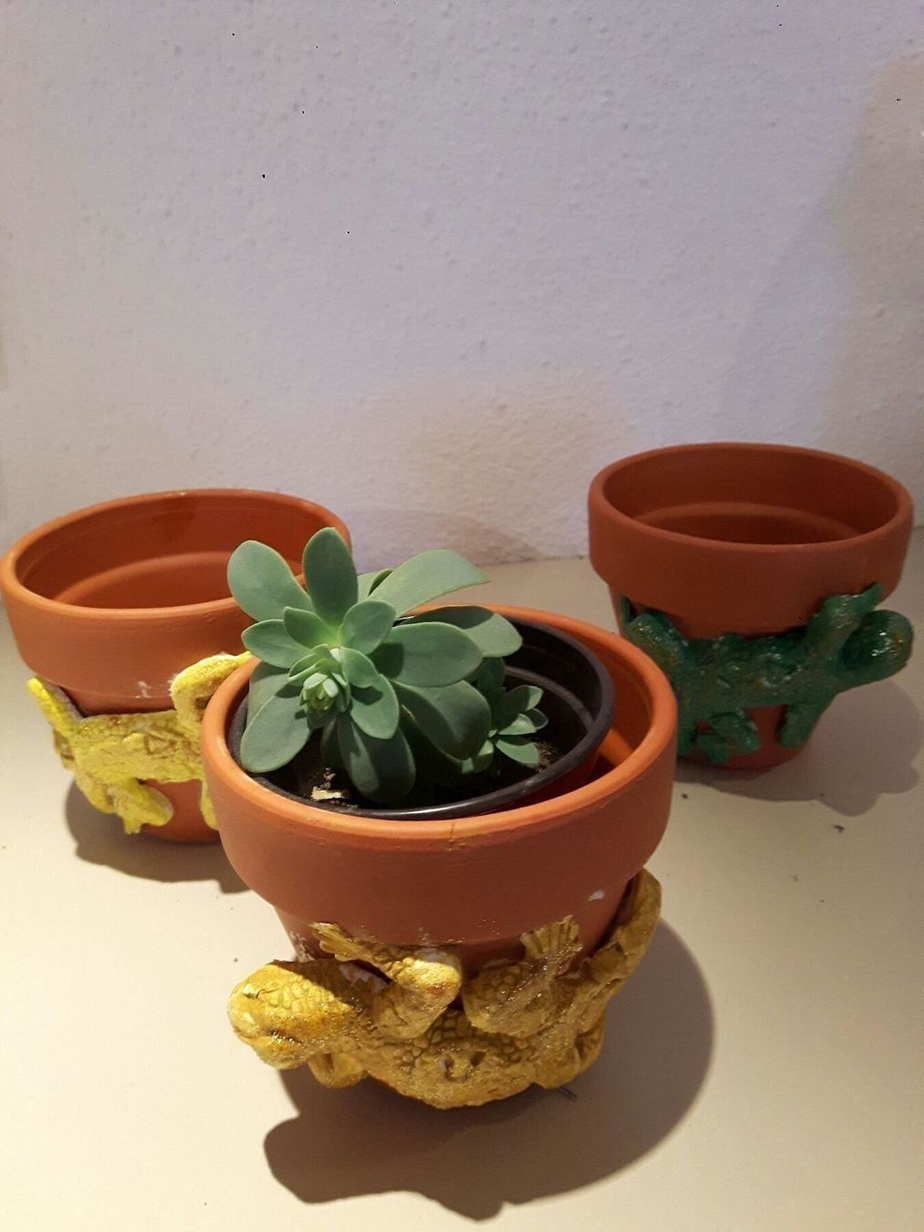 Piante & sementi: Mediterane palmeri pflanze – Nuovo (secondo la descrizione) da Ibach venduto da chaemilochhobbygarte 5