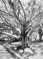 Gr. Fotografie: Grossastiger Baum