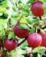 Ab 5.- fr Winterharte Rote Stachelbeere Hinnonmäki 5 Samen