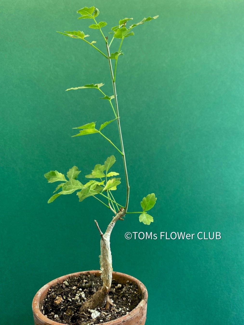 Piante & sementi: Bursera Fagaroides / Duft-Bursera . – Nuovo e nell'imballaggio originale da Adliswil venduto da astom369