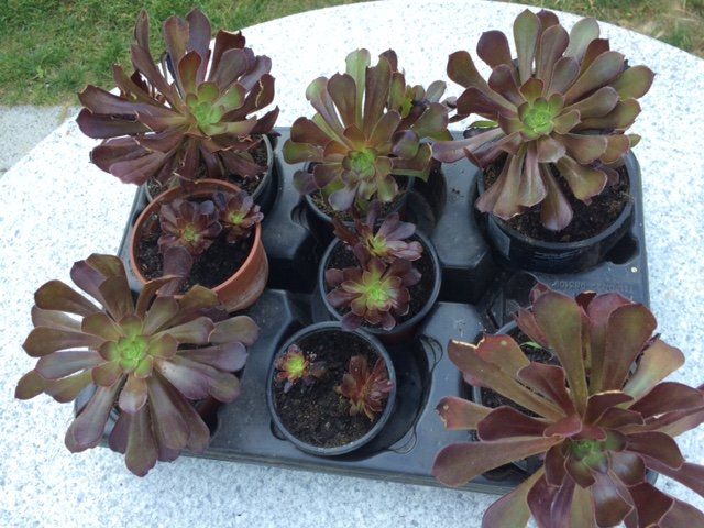 Piante & sementi: Aeonium arboreum purpurum – Nuovo (secondo la descrizione) da Vinelz venduto da Wellensittich55 8