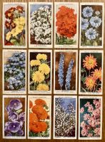 1939 - 12 Antike GARDEN FLOWERS Sammelbilder England Blumen