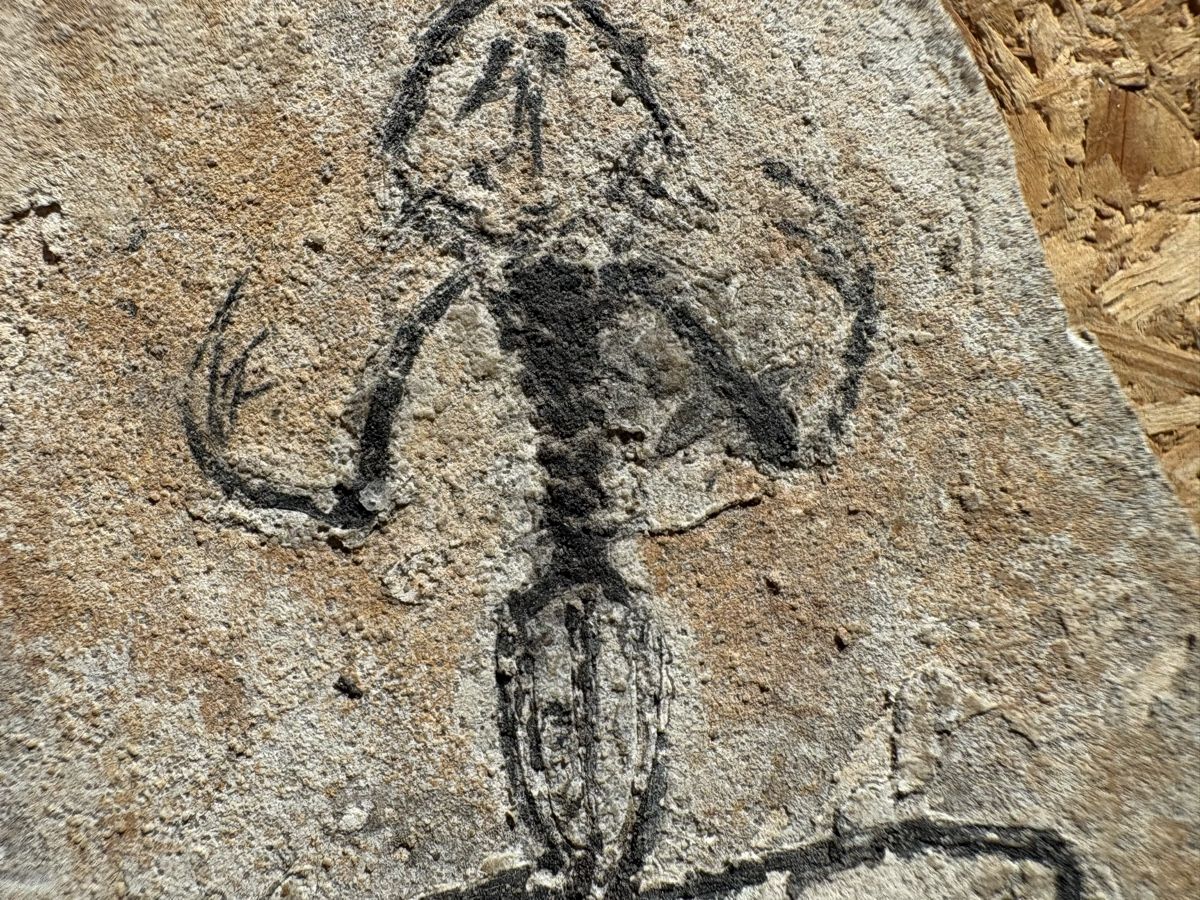 Fossili: Fossil - Frosch – Usato da Biel/Bienne venduto da nimmes 2