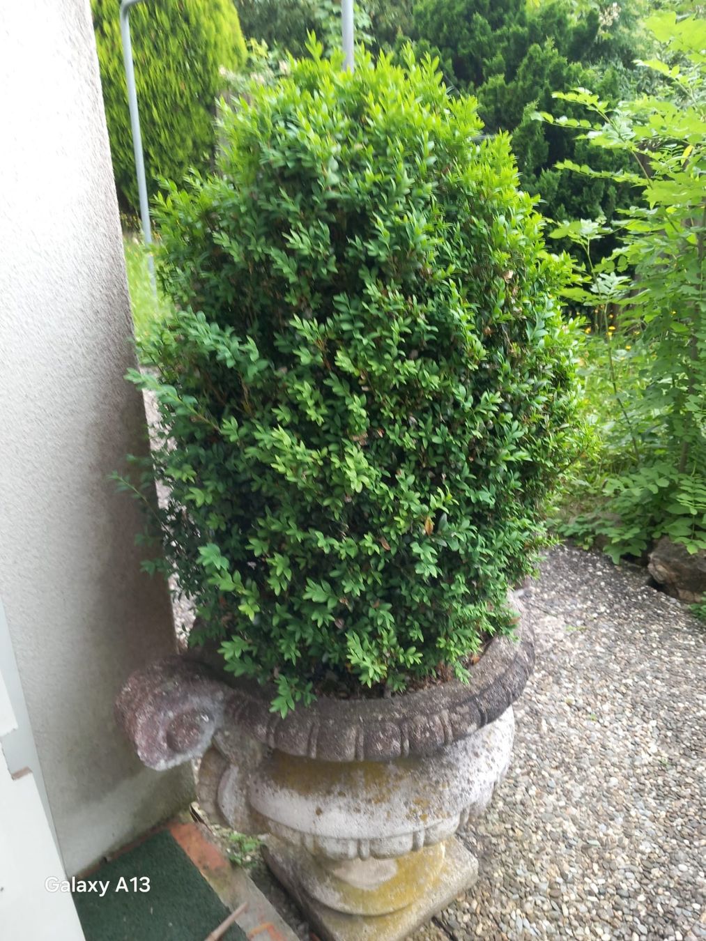 Pflanzen & Samen: Buchsie Pyramide – Gebraucht aus Aristau von inf_rl29