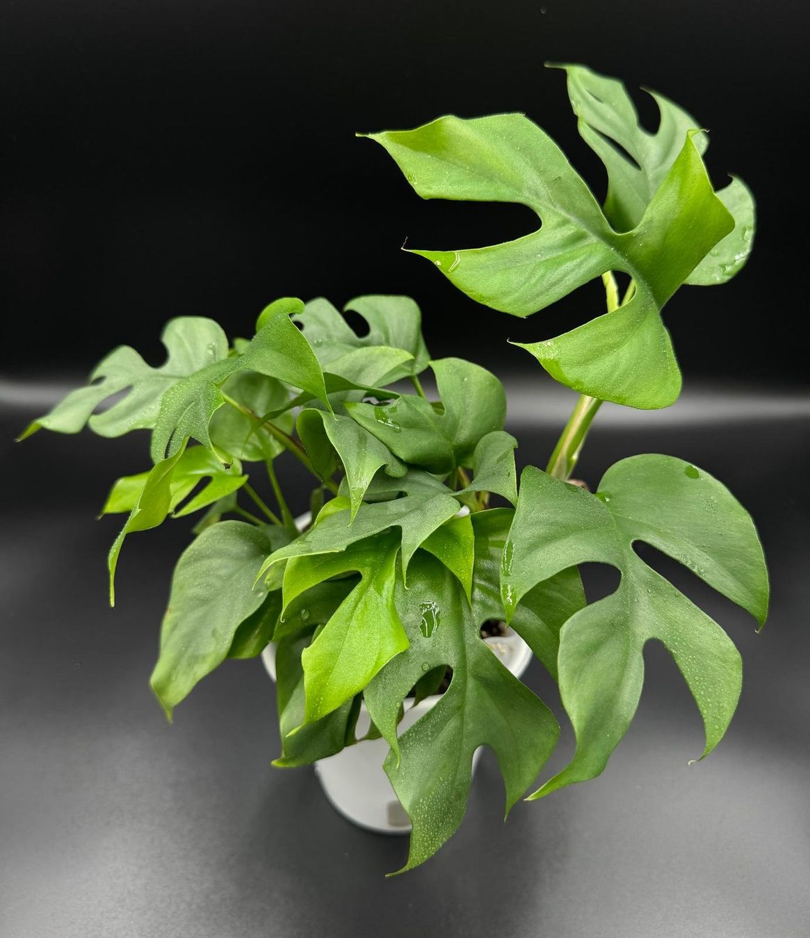 Pflanzen & Samen: Rhaphidophora tetrasperma in Semihydro – Neu (gemäss Beschreibung) aus Bühler von googelibear