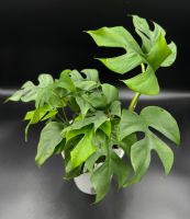Rhaphidophora tetrasperma in Semihydro