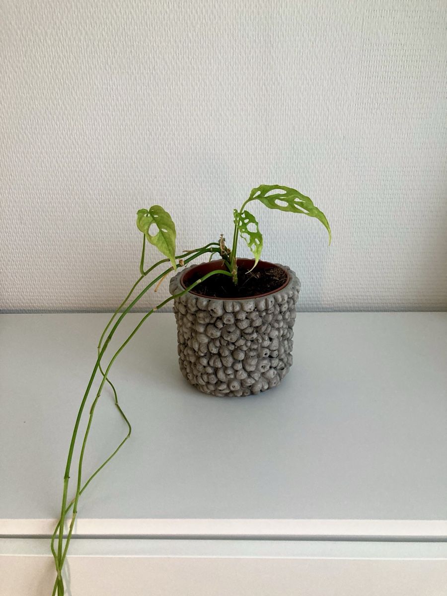 Piante & sementi: Monstera Obliqua Peru – Usato da Zürich venduto da slashobco