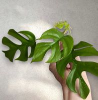 Monstera minima Kopfsteckling💚(stark bewurzelt)