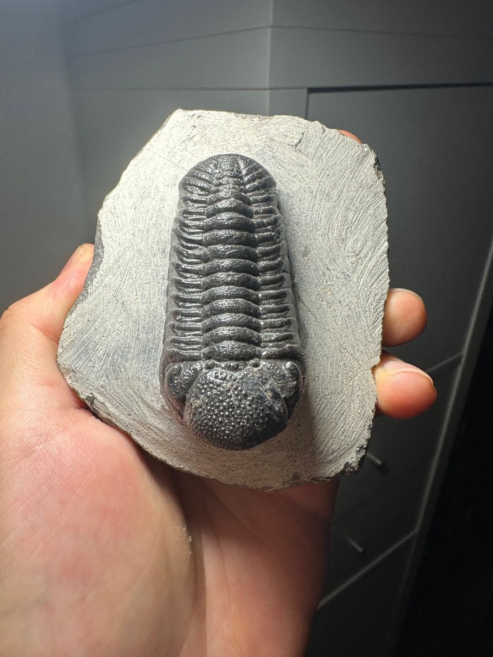 Fossili: Fossiler Trilobit - Phacops sp. – Usato da Lutzenberg venduto da CS65 7
