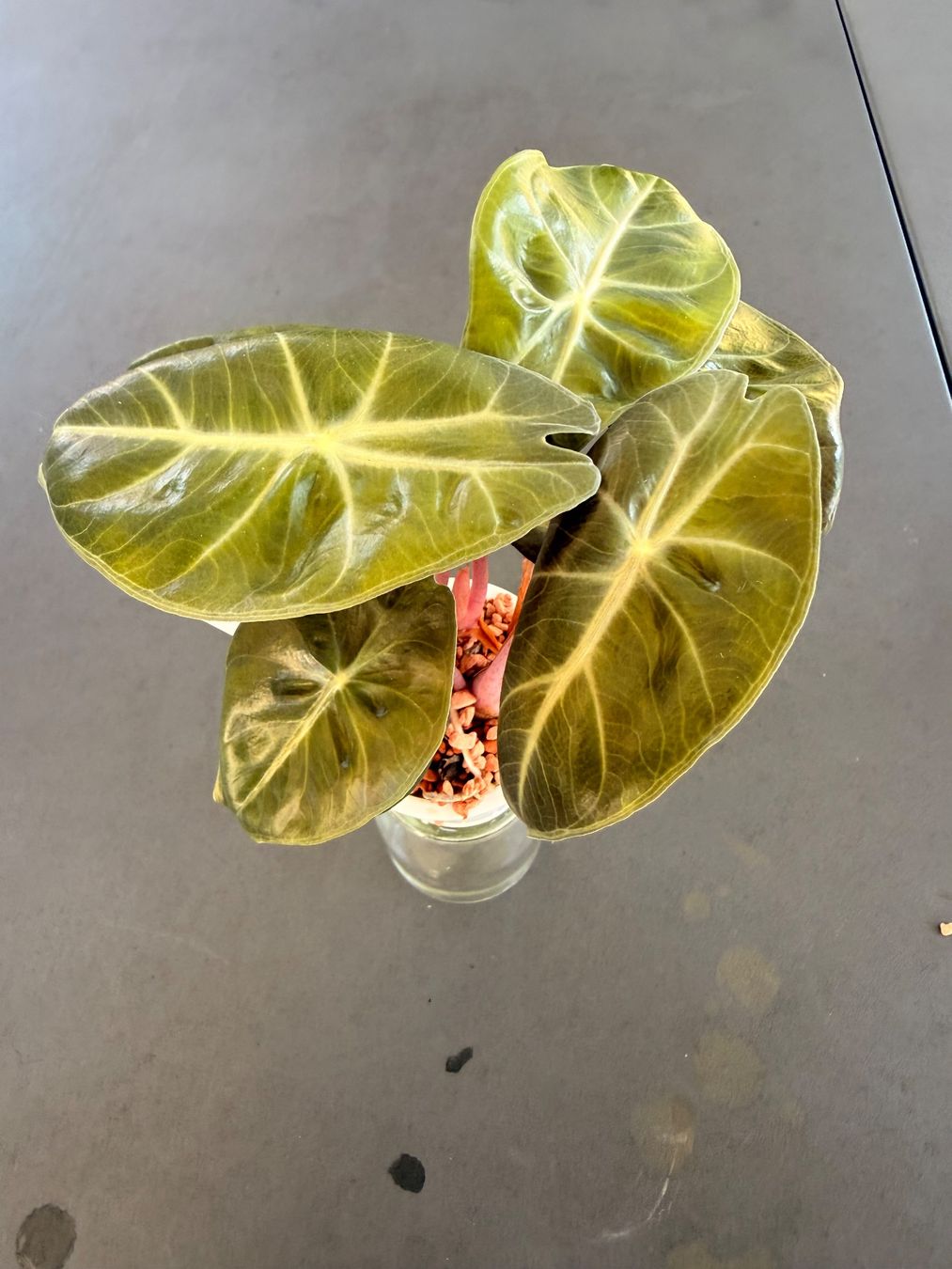 Piante & sementi: Alocasia Pink Dragon – Usato da Rafz venduto da jca_98p5 3