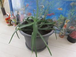 XL Aloe Vera Pflanze 🤩mit einem 44 cm Topf