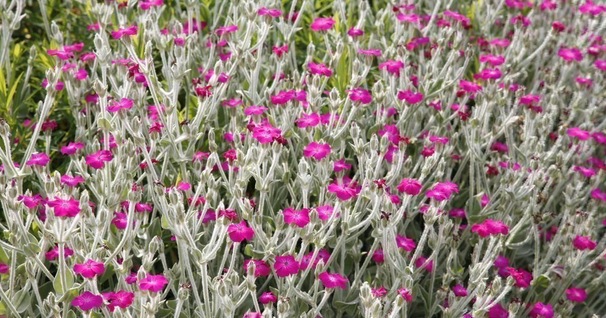 Piante & sementi: 500 Samen Lychnis Coronaria Vexiernelke – Nuovo (secondo la descrizione) da Ehrendingen venduto da VerveinaSamen 4