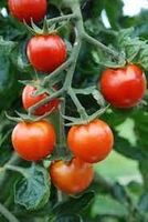 Tomate Resi Phr Bio - Cocktailtomate - 20 Samen