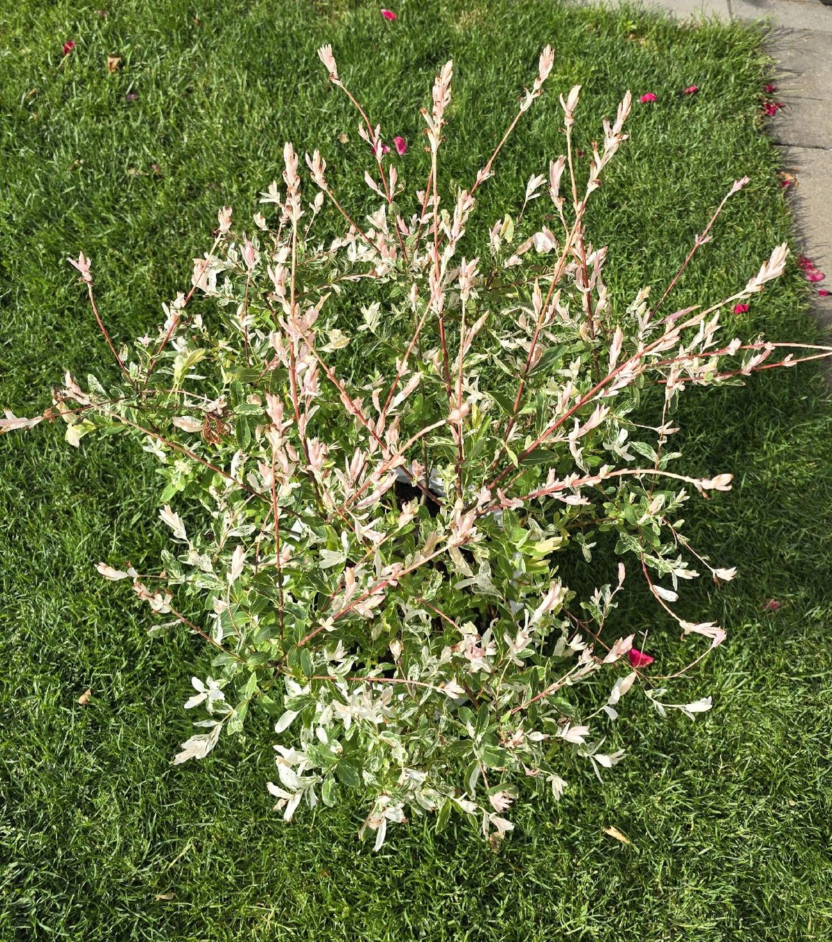 Pflanzen & Samen: Wunderschöne Salix integra Hakuro Nishiki – Neu (gemäss Beschreibung) aus Aarburg von popkorn65 4