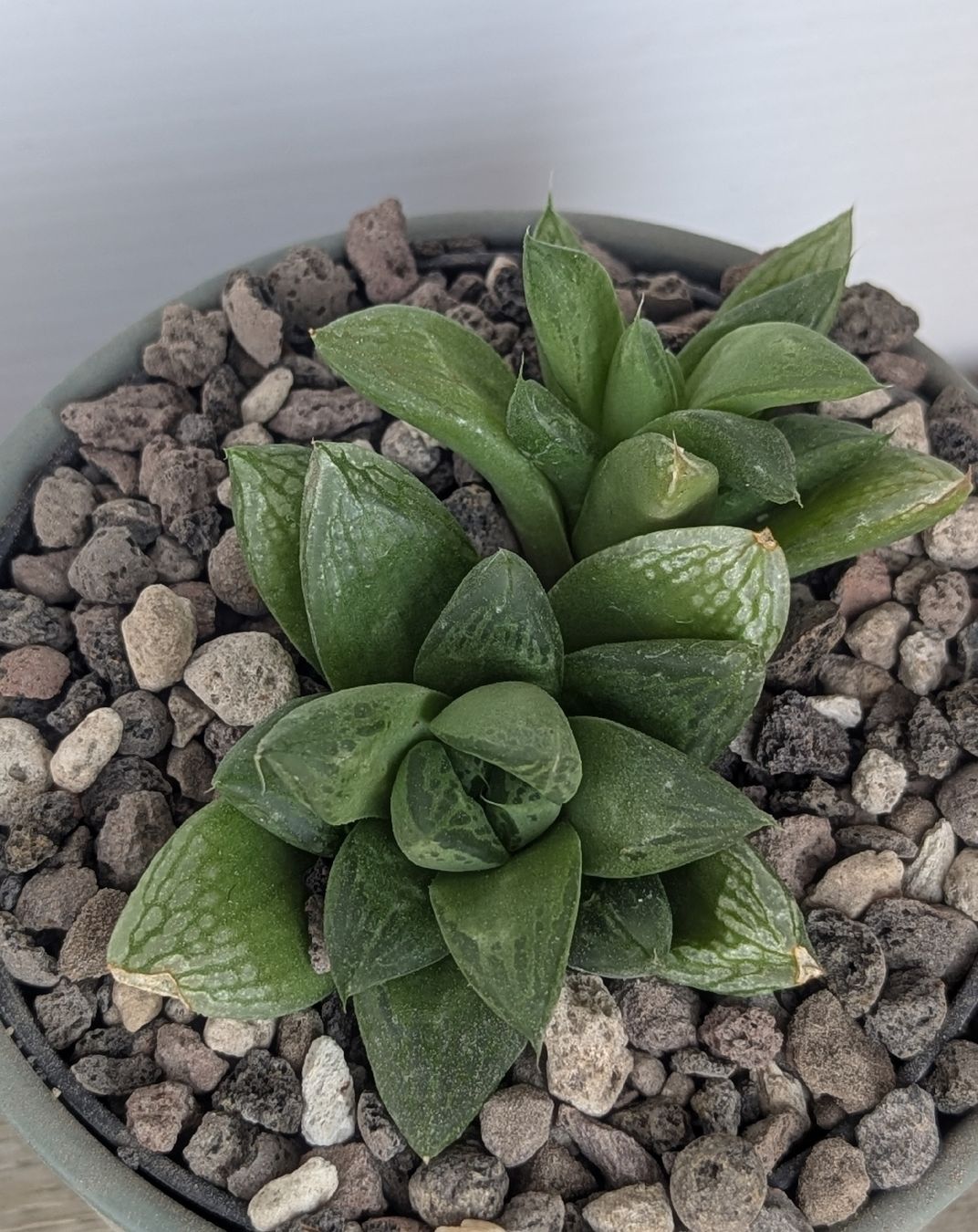 Pflanzen & Samen: Haworthia  – Gebraucht aus Comano von che_8lc2 1