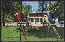 Basel, Zoologischer Garten, Ara-Papageie