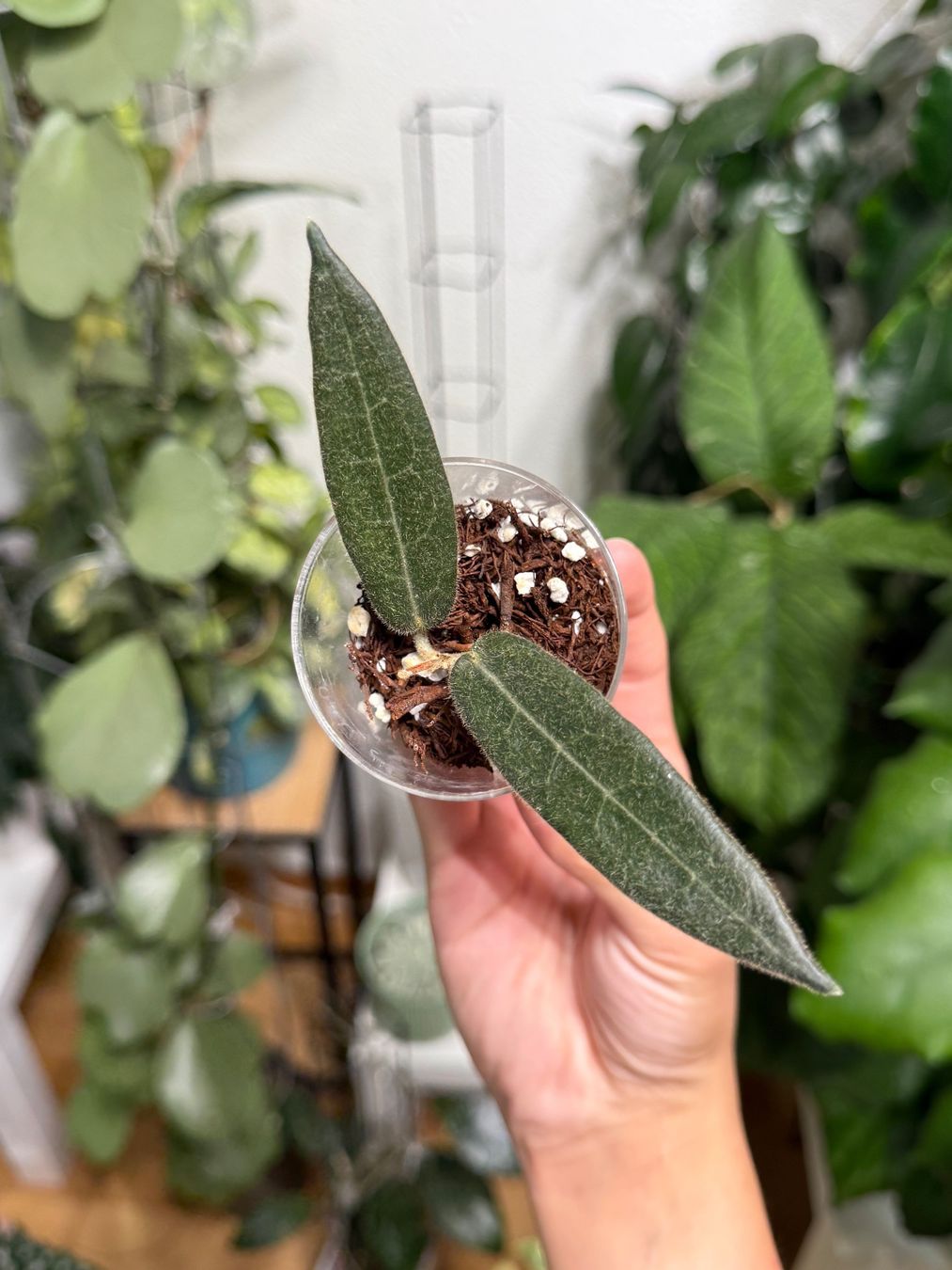 Pflanzen & Samen: Hoya hypolasia  ✨ – Neu (gemäss Beschreibung) aus Bachenbülach von ilawega