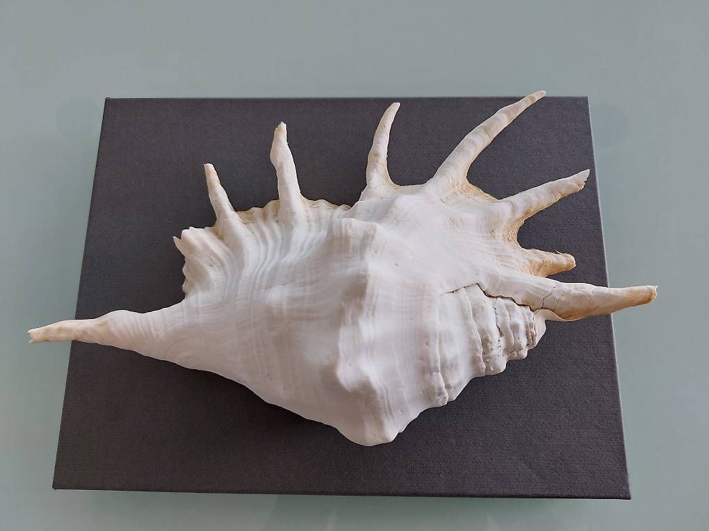 Fossili: Le lambis, coquillage de la Mer Rouge – Usato da Martigny venduto da paquito60 3