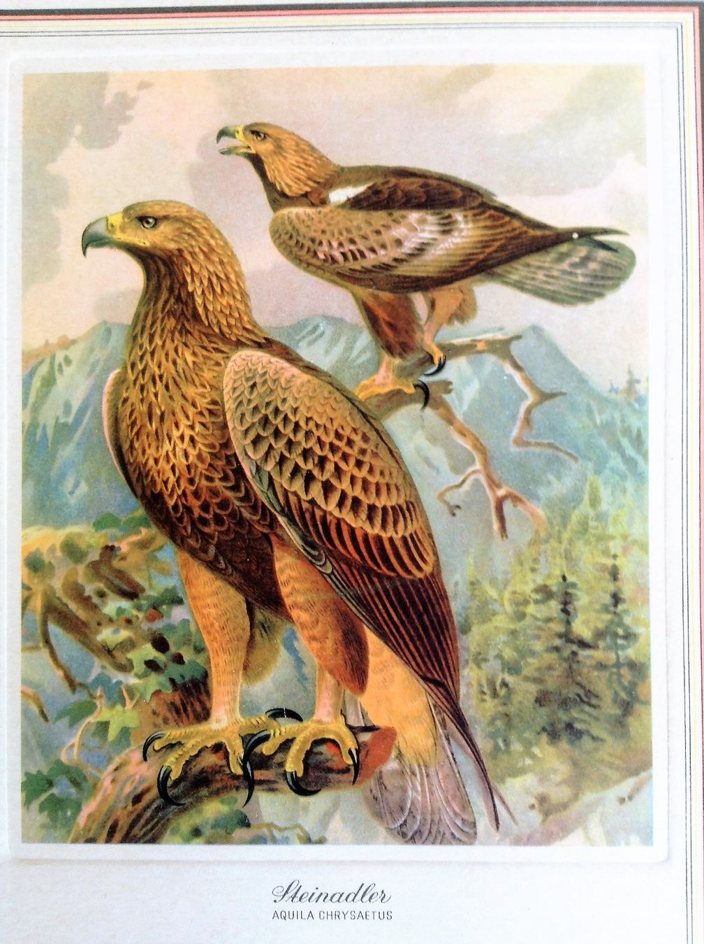 Libri: Buch: Bunte Vögel aus aller Welt – Usato da Alpnach Dorf venduto da MZ001