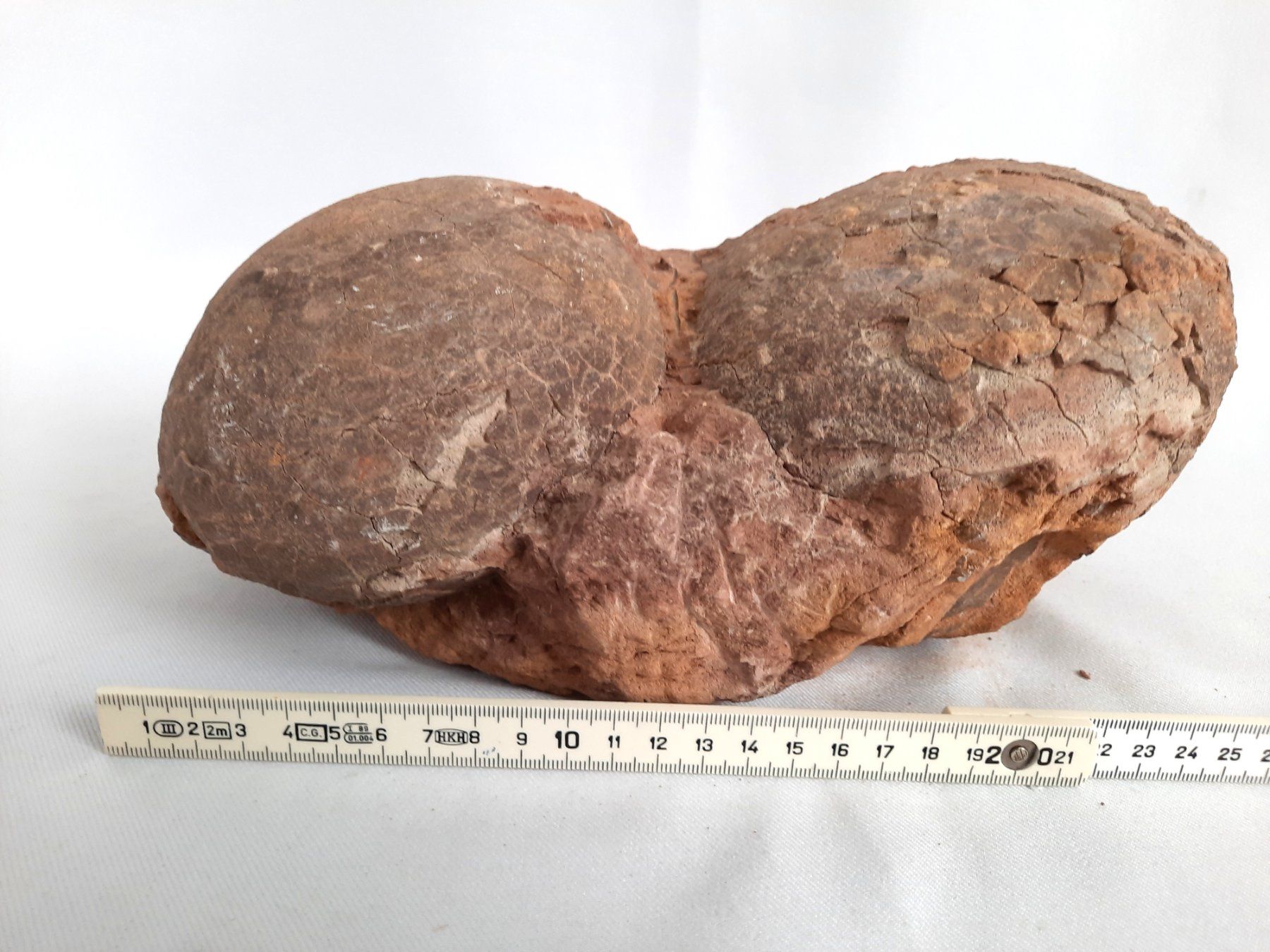 Fossiles: Versteinerte Dinosaurier Eier – D'occasion à Beinwil am See par Restwert_Beinwil 4