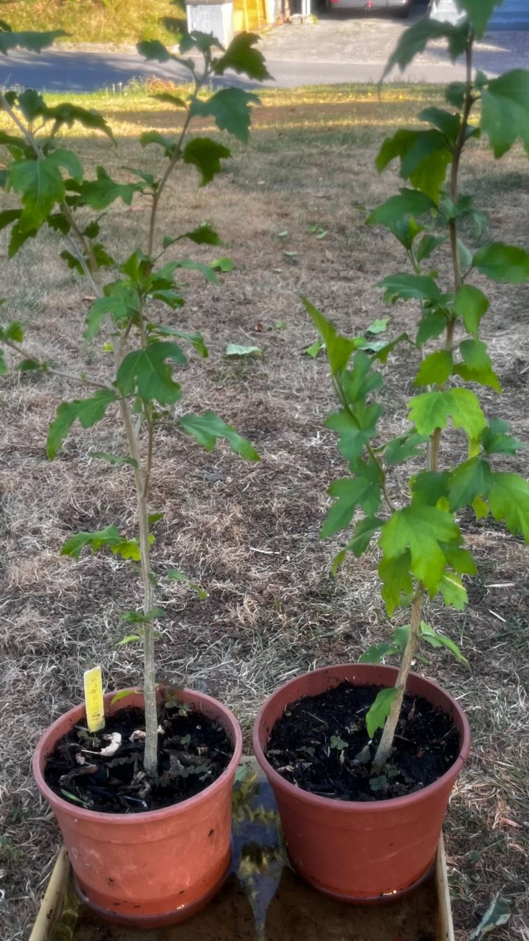 Piante & sementi: Hibiskus Violett – Nuovo (secondo la descrizione) da Vinelz venduto da Wellensittich55 3