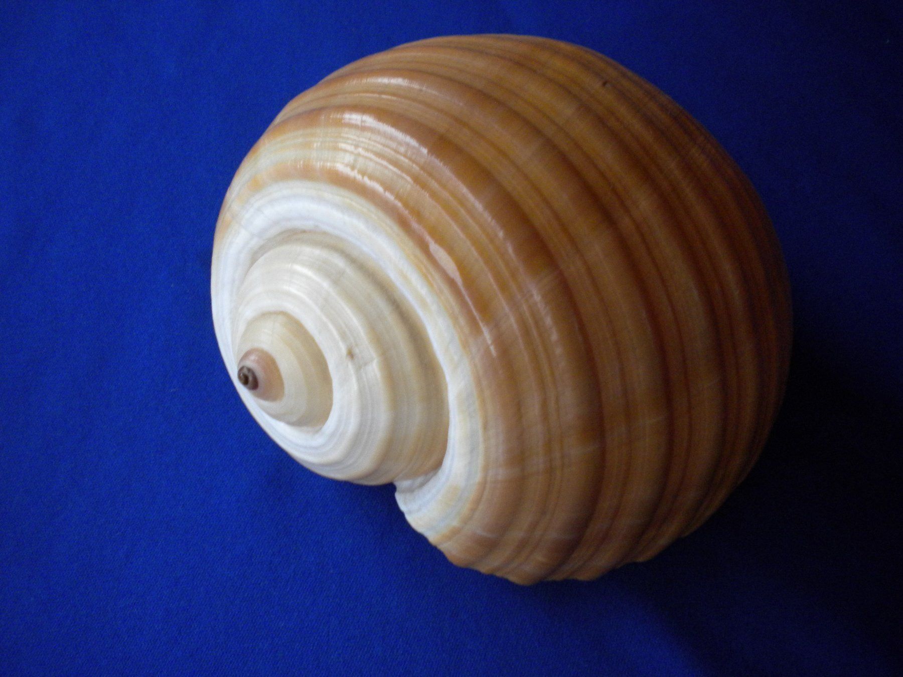 Fossilien: Riesengrosse  Muschel 15 cm selten – Gebraucht aus Spreitenbach von Sniper8952 2