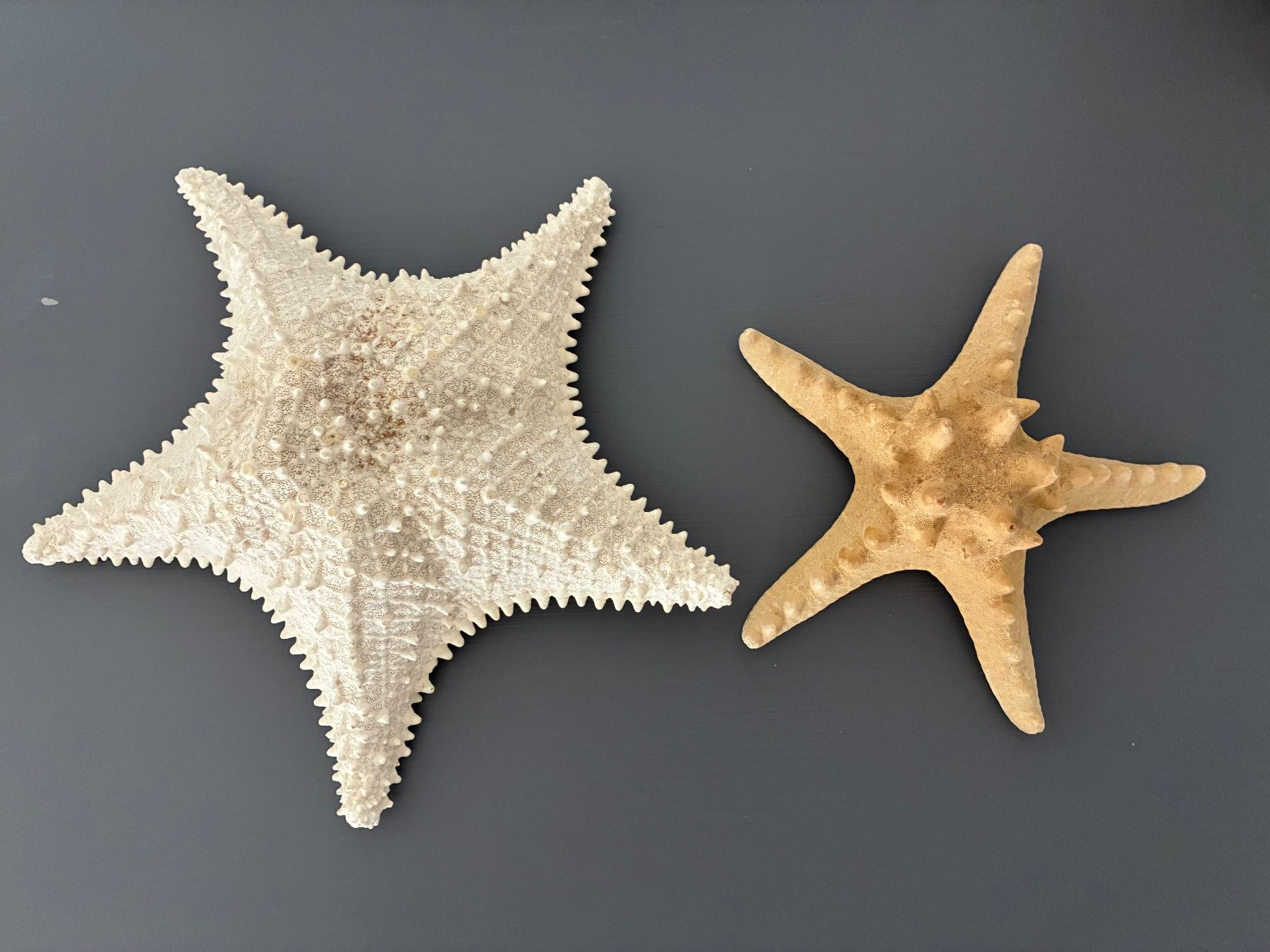 Fossili: Seesterne 2er Set – Usato da Frick venduto da sandra037 8