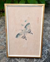 chin. Farbholzschnitt ZEHNBAMBUSHALLE  Schmetterling 4/4