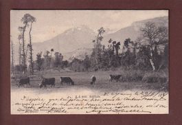 SOLITUDE - Vaches - 1907