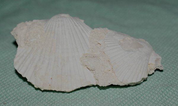 Fossili: Muschel versteinert Ägypten – Nuovo (secondo la descrizione) da Walenstadt venduto da vkt_qc8d 1
