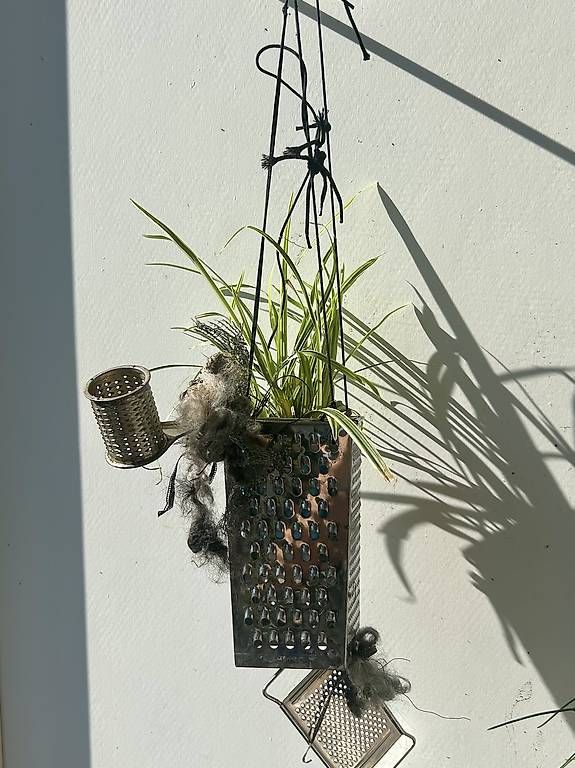 Pots de fleurs: Bepflanzte Raffel  – Neuf avec emballage d'origine à Frauenfeld par Irene.Schuppli 3