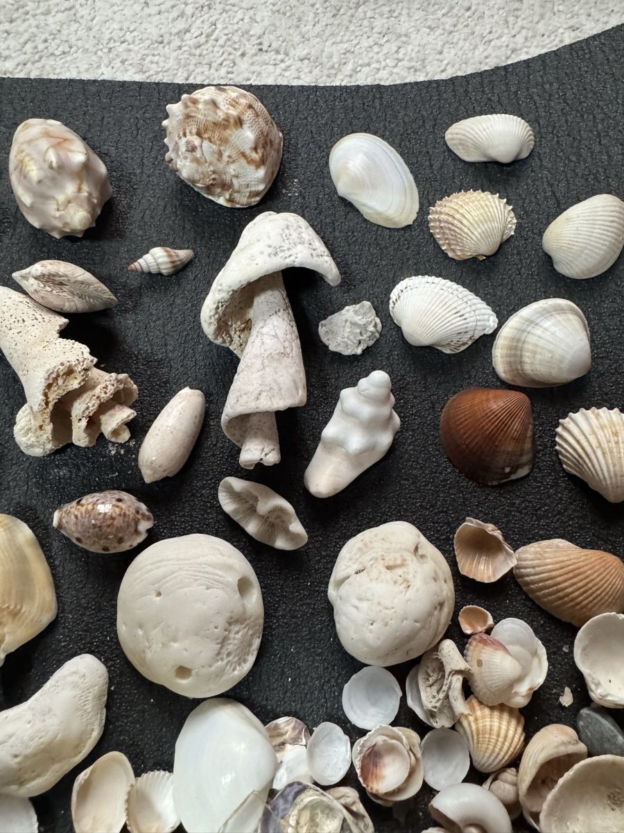Fossili: Diverse Muscheln – Usato da Massagno venduto da ilm_vd96 2